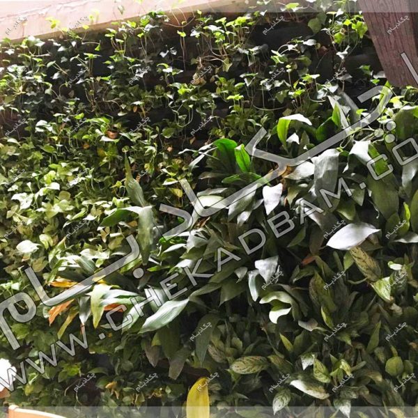 پروژه گرین وال آقای عسلی ۱۳۹۶