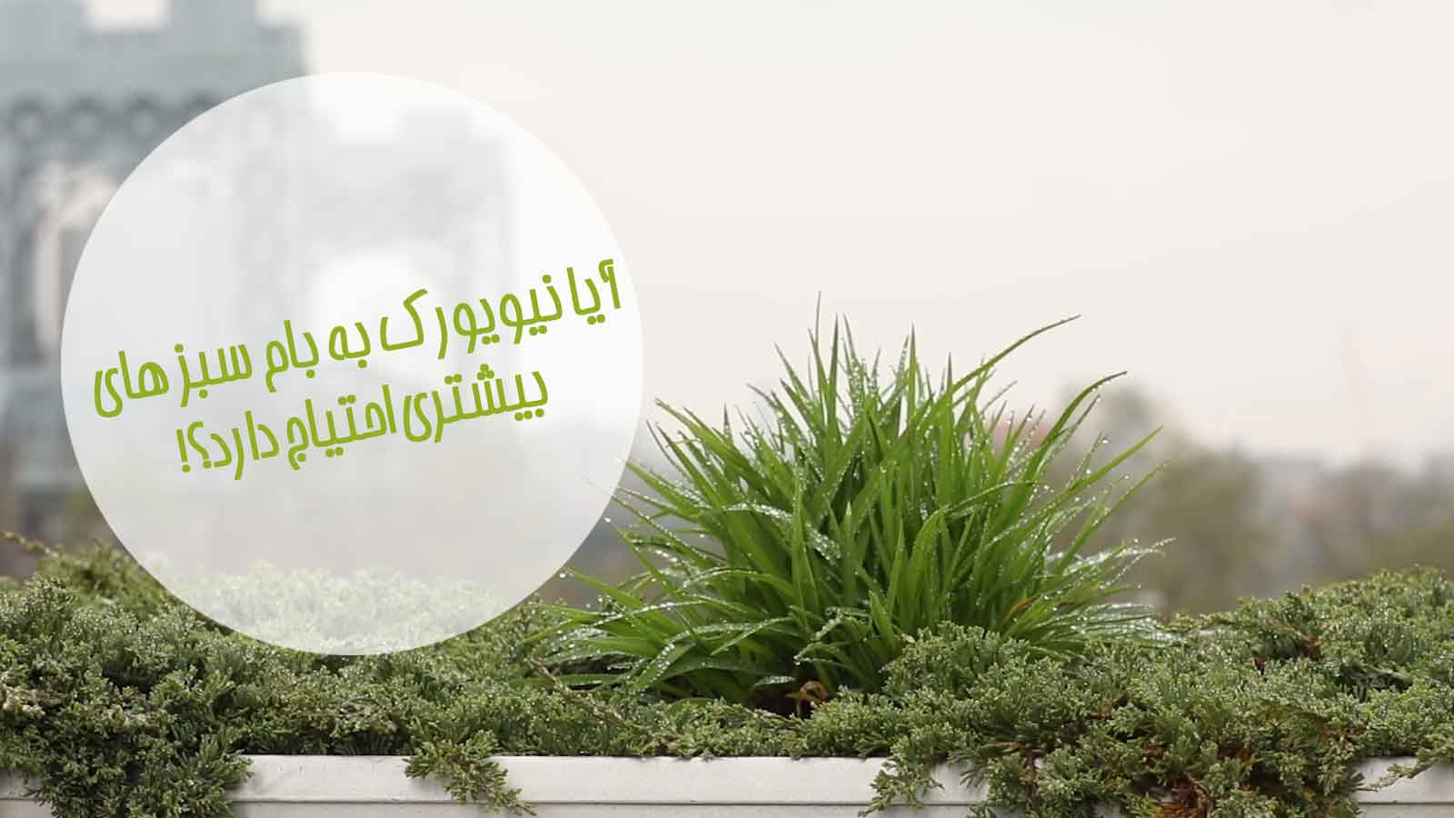 آیا-نیویورک-به-بام-سبز-های-بیشتری-نیاز-دارد