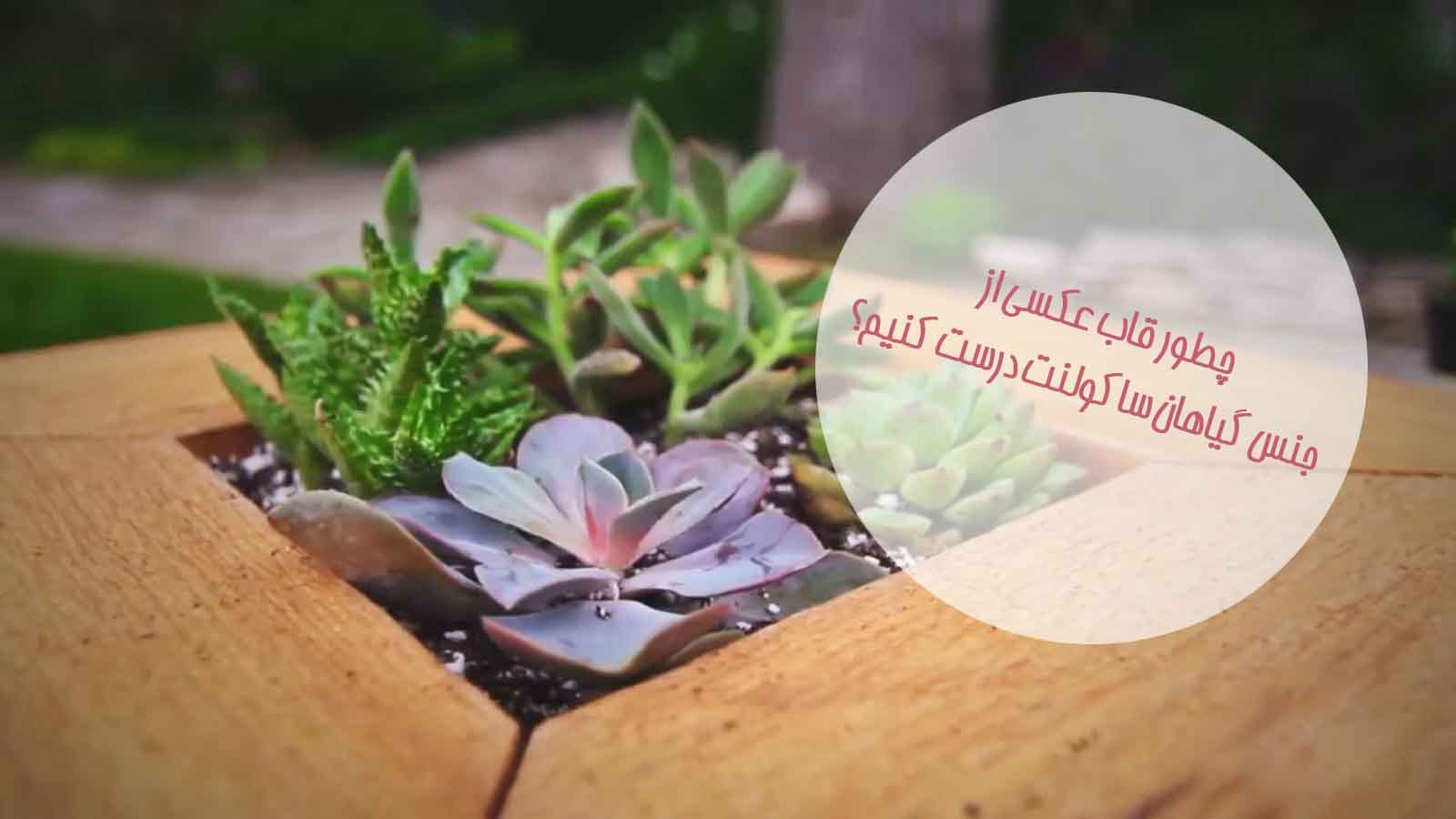 قاب عکسی از جنس گیاهان ساکولنت