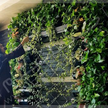 پروژه گرین وال (دیوار سبز) جناب شاهی دخت