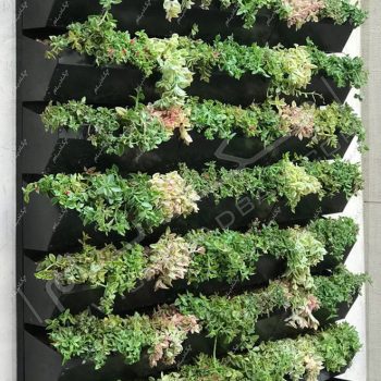 دیوار سبز دیباجی